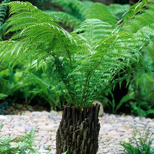 Tree Fern (Dicksonia Antarctica) 0.5ft/20cm Potter 1 Tree Fern (Dicksonia Antarctica) 0.5ft/20cm Potter