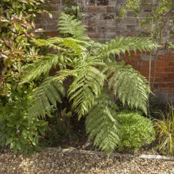 Tree Fern (Dicksonia Antarctica) 0.5ft/20cm Potter 9 Tree Fern (Dicksonia Antarctica) 0.5ft/20cm Potter -Verdant Vibes Zone 500069 2
