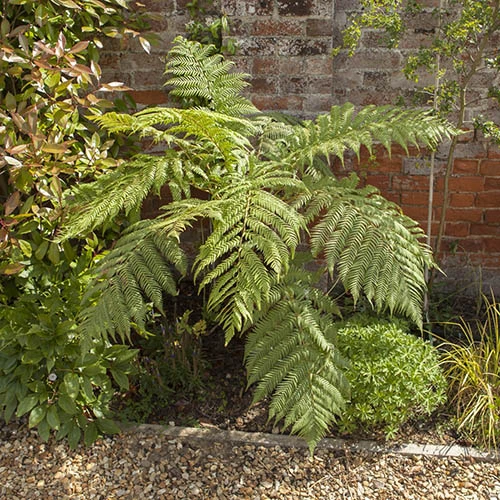 Tree Fern (Dicksonia Antarctica) 0.5ft/20cm Potter 3 Tree Fern (Dicksonia Antarctica) 0.5ft/20cm Potter - Image 3