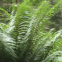 Tree Fern (Dicksonia Antarctica) 0.5ft/20cm Potter 10 Tree Fern (Dicksonia Antarctica) 0.5ft/20cm Potter -Verdant Vibes Zone 500069 3