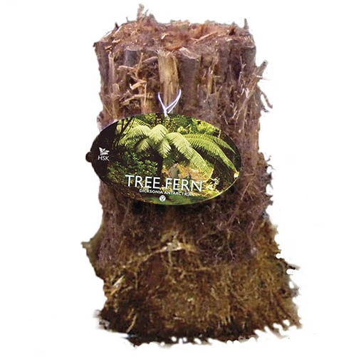 Tree Fern (Dicksonia Antarctica) 0.5ft/20cm Potter 7 Tree Fern (Dicksonia Antarctica) 0.5ft/20cm Potter - Image 7