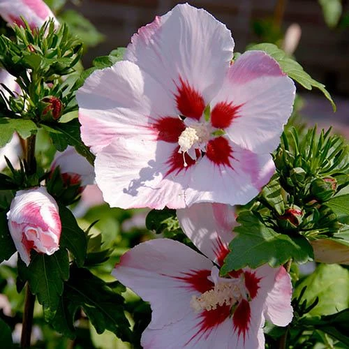 Hibiscus Syriacus 'Hamabo' 3 Hibiscus Syriacus 'Hamabo' - Image 3