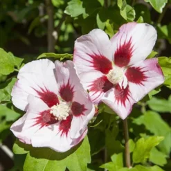 Hibiscus Syriacus 'Hamabo' 8 Hibiscus Syriacus 'Hamabo' -Verdant Vibes Zone 500077 3