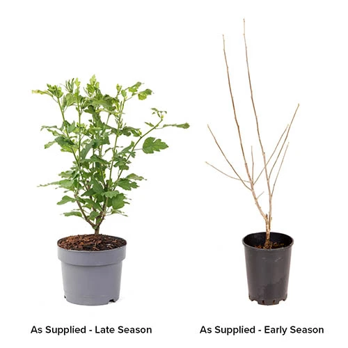 Hibiscus Syriacus 'Marina' 4 Hibiscus Syriacus 'Marina' - Image 4