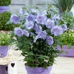 Hibiscus 'Marina Blue' Standard