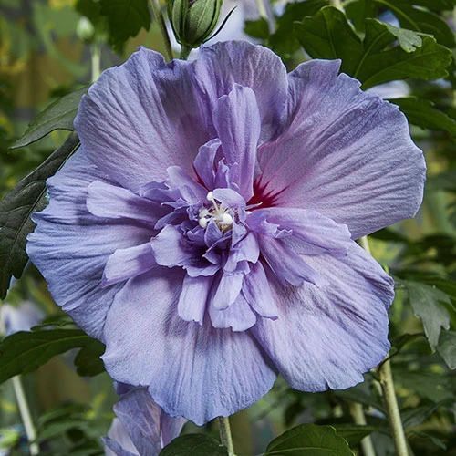 Hibiscus 'Marina Blue' Standard 2 Hibiscus 'Marina Blue' Standard - Image 2