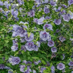 Hibiscus 'Marina Blue' Standard 8 Hibiscus 'Marina Blue' Standard -Verdant Vibes Zone 500080 3
