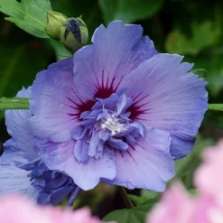 Hibiscus 'Marina Blue' Standard 9 Hibiscus 'Marina Blue' Standard -Verdant Vibes Zone 500080 4