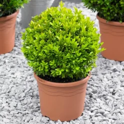 Pair Of Buxus Box Balls
