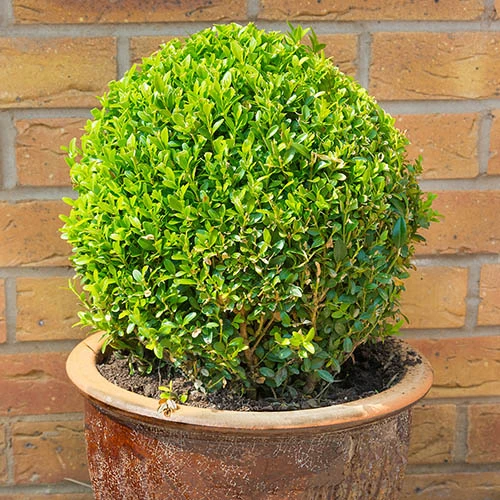 Pair Of Buxus Box Balls 3 Pair Of Buxus Box Balls - Image 3