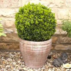 Pair Of Buxus Box Balls 10 Pair Of Buxus Box Balls -Verdant Vibes Zone 500084 4