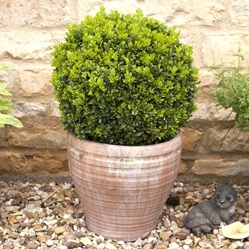 Pair Of Buxus Box Balls 5 Pair Of Buxus Box Balls - Image 5