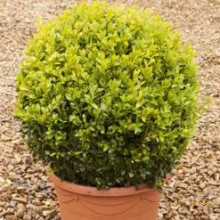 Pair Of Buxus Box Balls 11 Pair Of Buxus Box Balls -Verdant Vibes Zone 500084 5