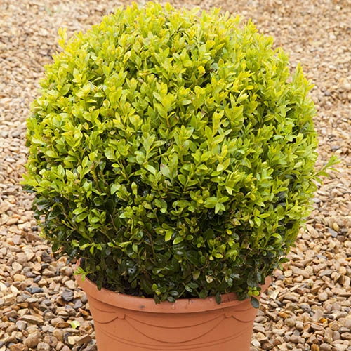 Pair Of Buxus Box Balls 6 Pair Of Buxus Box Balls - Image 6