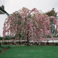 Flowering Cherry Collection -Verdant Vibes Zone 500124 2