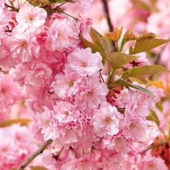 Flowering Cherry Collection -Verdant Vibes Zone 500124 6