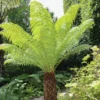 Tree Fern 'Dicksonia Antarctica'