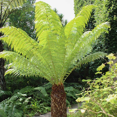 Tree Fern 'Dicksonia Antarctica' 1 Tree Fern 'Dicksonia Antarctica'