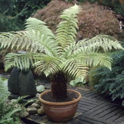 Tree Fern 'Dicksonia Antarctica' 13 Tree Fern 'Dicksonia Antarctica' -Verdant Vibes Zone 500233 5