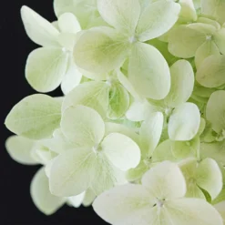 Hydrangea Magical Candle' 40/45cm Br X3 7 Hydrangea Magical Candle' 40/45cm Br X3 -Verdant Vibes Zone 500247 2