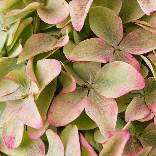 Hydrangea Magical Candle' 40/45cm Br X3 4 Hydrangea Magical Candle' 40/45cm Br X3 - Image 4