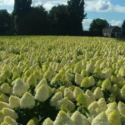 Hydrangea Magical Candle' 40/45cm Br X3 9 Hydrangea Magical Candle' 40/45cm Br X3 -Verdant Vibes Zone 500247 4