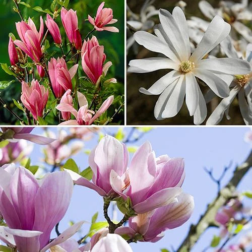 Fragrant Magnolia Collection 1 Fragrant Magnolia Collection