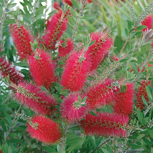 Bottlebrush Plant Callistemon Citrinus 2 Bottlebrush Plant Callistemon Citrinus - Image 2