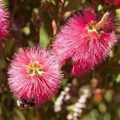 Bottlebrush Plant Callistemon Citrinus 10 Bottlebrush Plant Callistemon Citrinus -Verdant Vibes Zone 510046 2