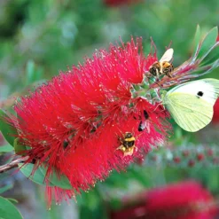 Bottlebrush Plant Callistemon Citrinus 13 Bottlebrush Plant Callistemon Citrinus -Verdant Vibes Zone 510046 5