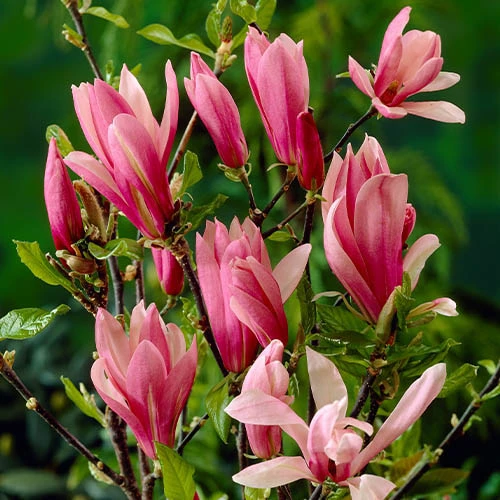 Magnolia Collection 2 Magnolia Collection - Image 2