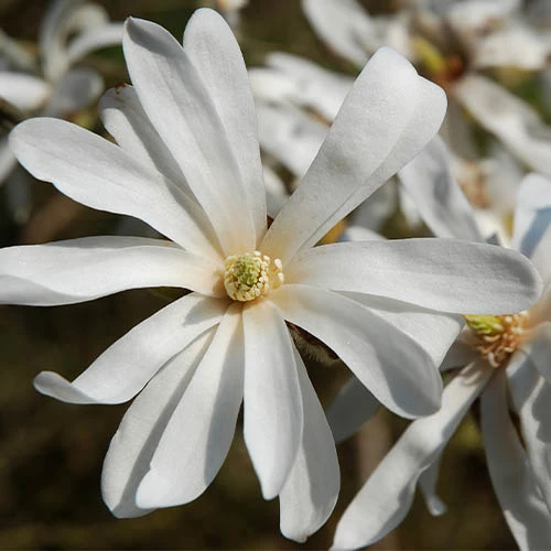 Magnolia Collection 3 Magnolia Collection - Image 3