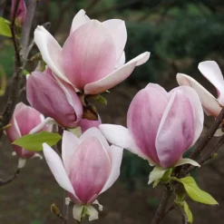 Magnolia Soulangeana -Verdant Vibes Zone 510156 3