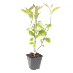 Magnolia Soulangeana -Verdant Vibes Zone 510156 5