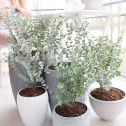 Eucalyptus Gunnii 'Azura' 8 Eucalyptus Gunnii 'Azura' -Verdant Vibes Zone 510161 2