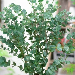 Eucalyptus Gunnii 'Azura' 9 Eucalyptus Gunnii 'Azura' -Verdant Vibes Zone 510161 3