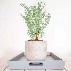 Eucalyptus Gunnii 'Azura' 10 Eucalyptus Gunnii 'Azura' -Verdant Vibes Zone 510161 4