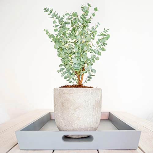 Eucalyptus Gunnii 'Azura' 5 Eucalyptus Gunnii 'Azura' - Image 5