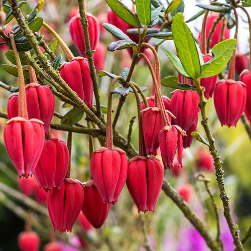 Chilean Lantern Tree (Crinodendron Hookerianum) 1 Chilean Lantern Tree (Crinodendron Hookerianum)