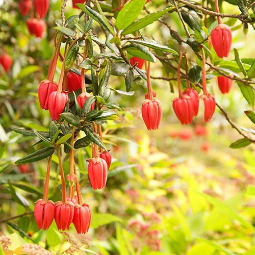 Chilean Lantern Tree (Crinodendron Hookerianum) 2 Chilean Lantern Tree (Crinodendron Hookerianum) - Image 2