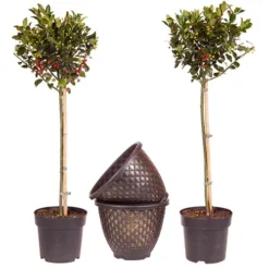 Pair Of Standard Holly Trees With Bonus Planters -Verdant Vibes Zone 510186 6