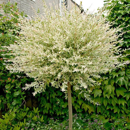 Flamingo Willow Salix 'Hakuro-nishiki' Tree 5 Flamingo Willow Salix 'Hakuro-nishiki' Tree - Image 5