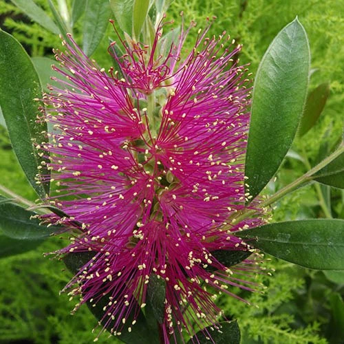 Callistemon Viminalis 'Hot Pink' 2 Callistemon Viminalis 'Hot Pink' - Image 2