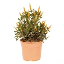 Callistemon Viminalis 'Hot Pink' 7 Callistemon Viminalis 'Hot Pink' -Verdant Vibes Zone 510237 2