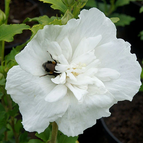 Hibiscus Syriacus 'White Chiffon' 2 Hibiscus Syriacus 'White Chiffon' - Image 2