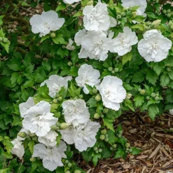 Hibiscus Syriacus 'White Chiffon' 9 Hibiscus Syriacus 'White Chiffon' -Verdant Vibes Zone 510273 2