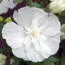 Hibiscus Syriacus 'White Chiffon' 10 Hibiscus Syriacus 'White Chiffon' -Verdant Vibes Zone 510273 3