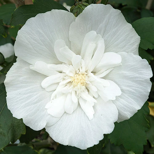 Hibiscus Syriacus 'White Chiffon' 6 Hibiscus Syriacus 'White Chiffon' - Image 6