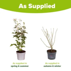 Hibiscus Syriacus 'White Chiffon' 13 Hibiscus Syriacus 'White Chiffon' -Verdant Vibes Zone 510273 6