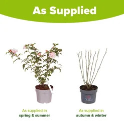 Hibiscus 'Chiffon Pink' 7 Hibiscus 'Chiffon Pink' -Verdant Vibes Zone 510274 3